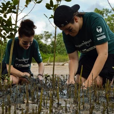 Projects Abroad volunteers dig up mangroves to transplant in Thailand Alternative schoolies volunteers do conservation work in Thailand